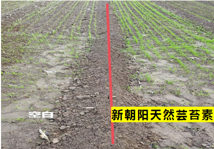 小麥拌種選新朝陽天然蕓苔素，讓小麥高產(chǎn)贏在起跑線上?。ㄐ←溤谑裁磿r候用蕓苔素效果最佳）