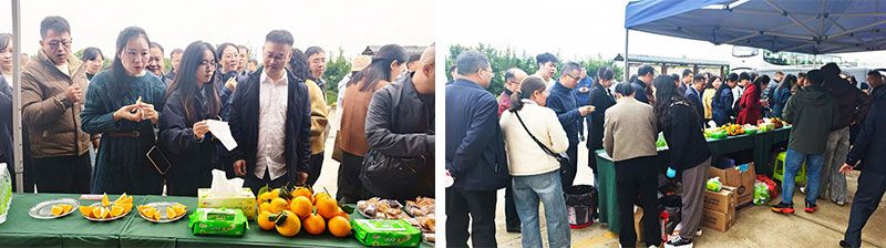 新朝陽生物技術(shù)助力綠色防控，推動柑橘產(chǎn)業(yè)綠色高質(zhì)量發(fā)展